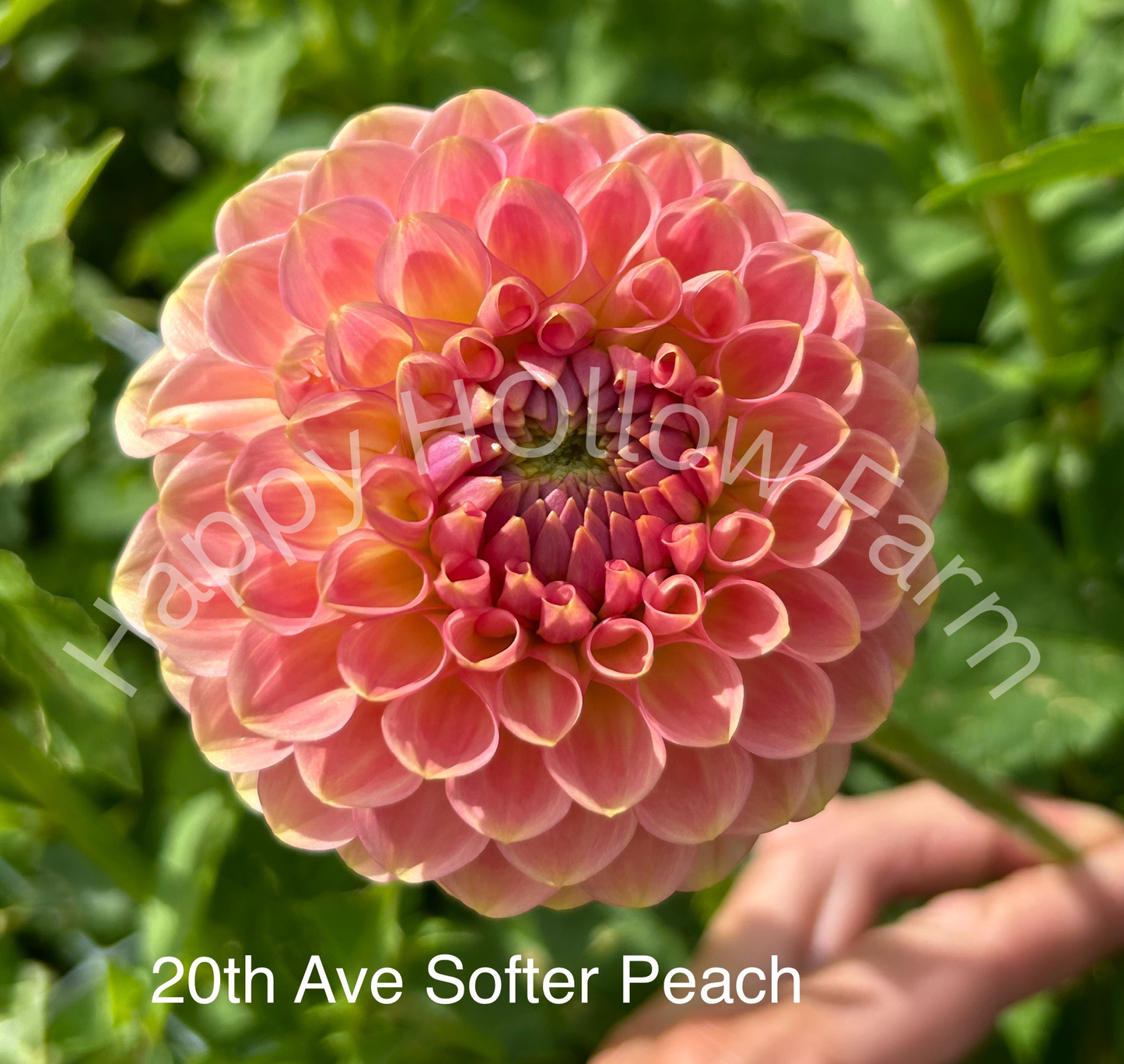 20th Ave Softer Peach