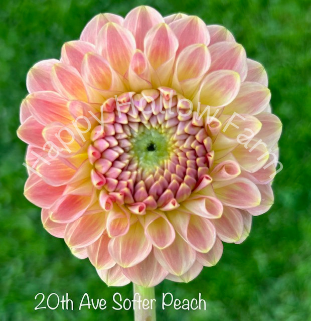 20th Ave Softer Peach