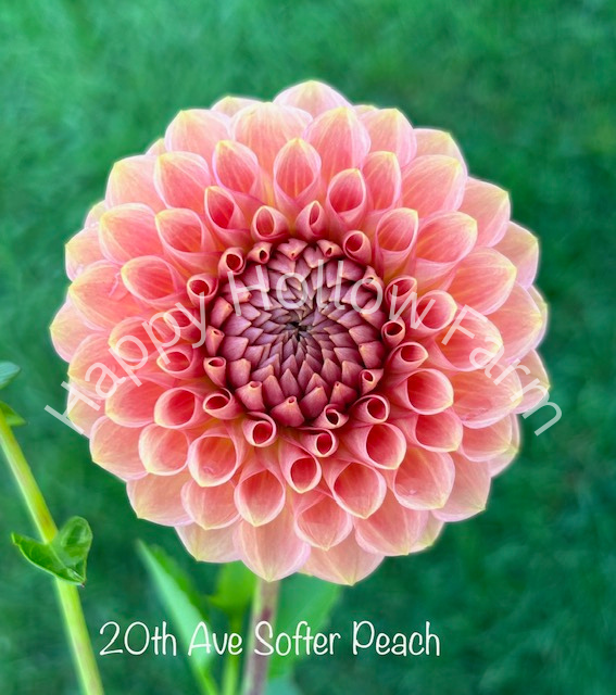 20th Ave Softer Peach
