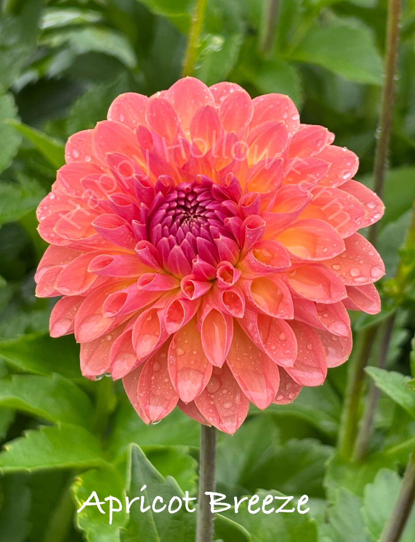 Apricot Breeze