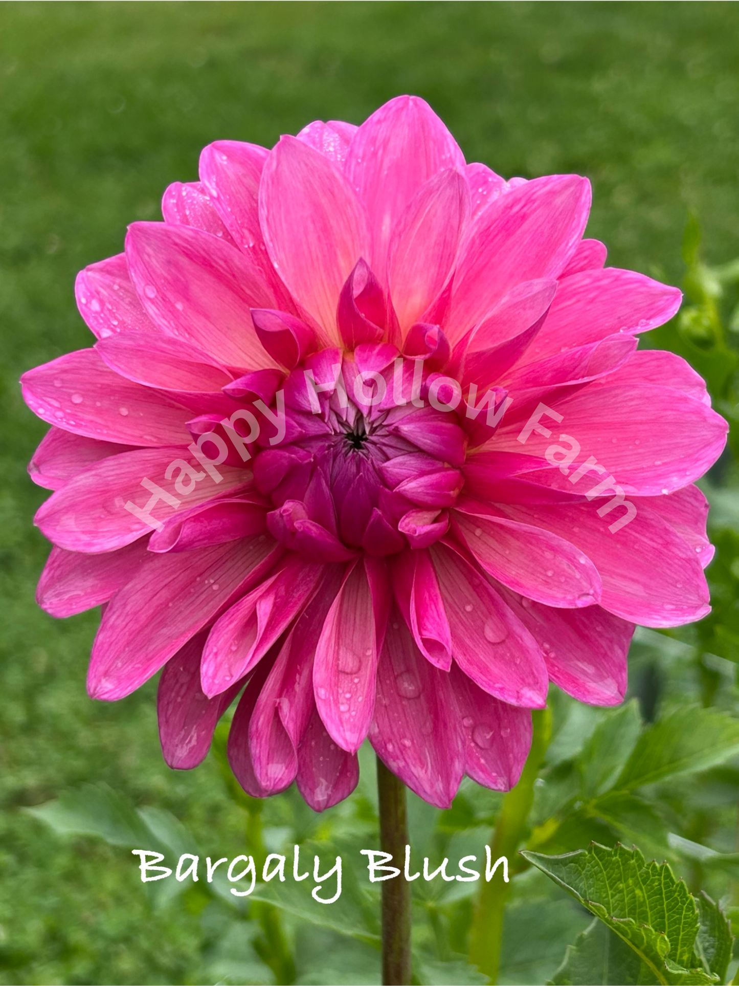 Bargaly Blush