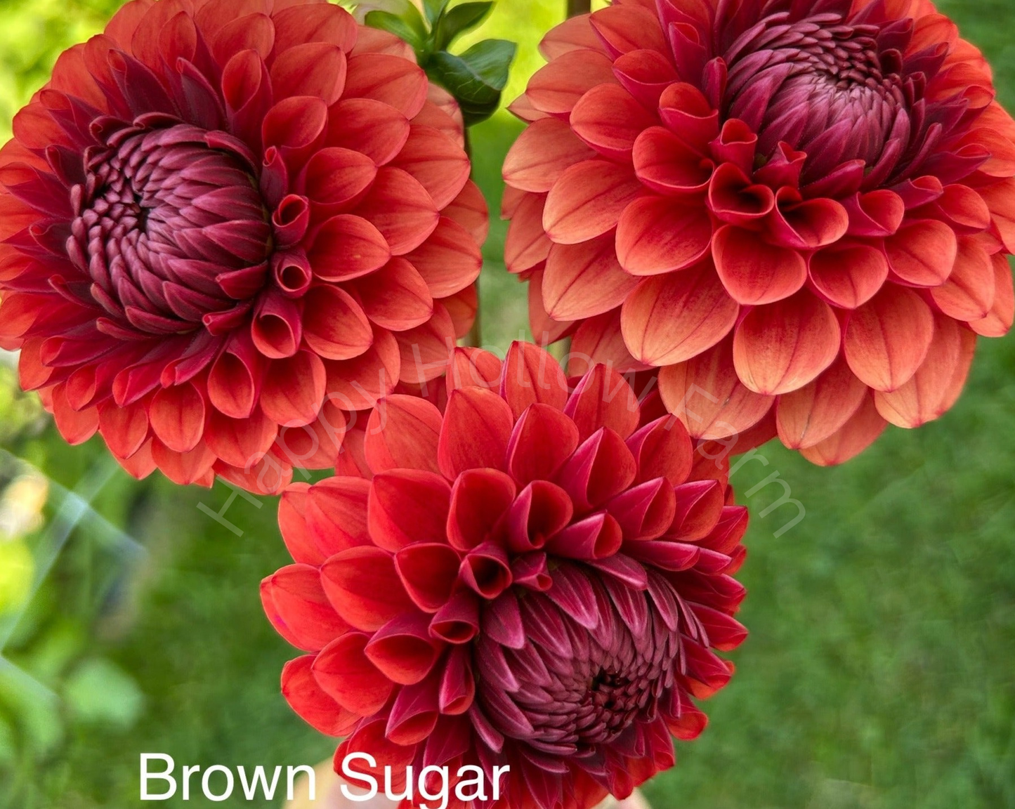 Brown Sugar