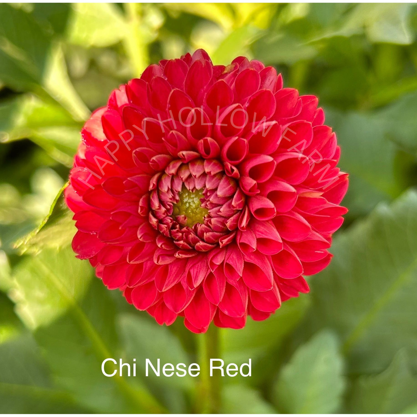CHi Nese Red
