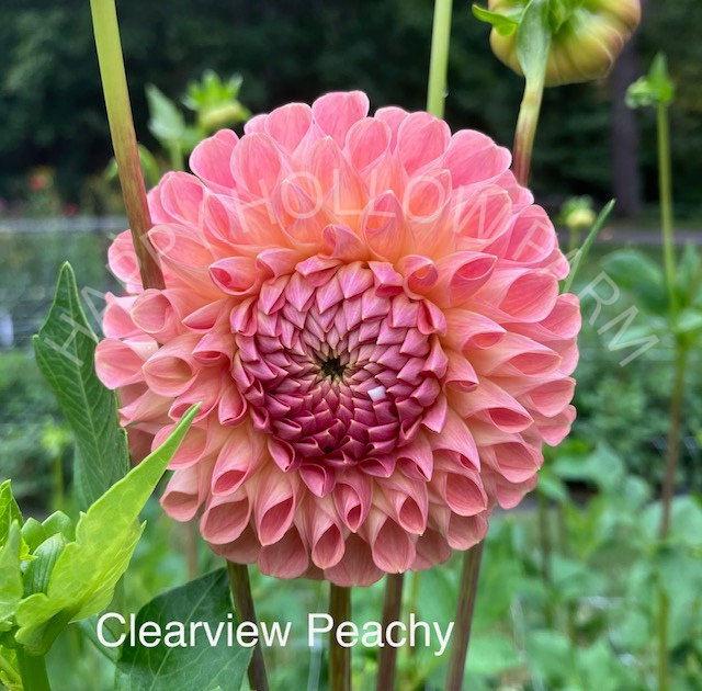 Clearview Peachy