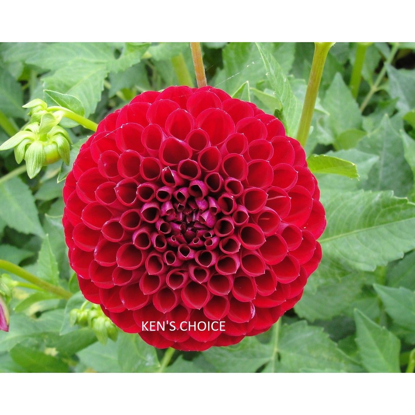 Ken's Choice