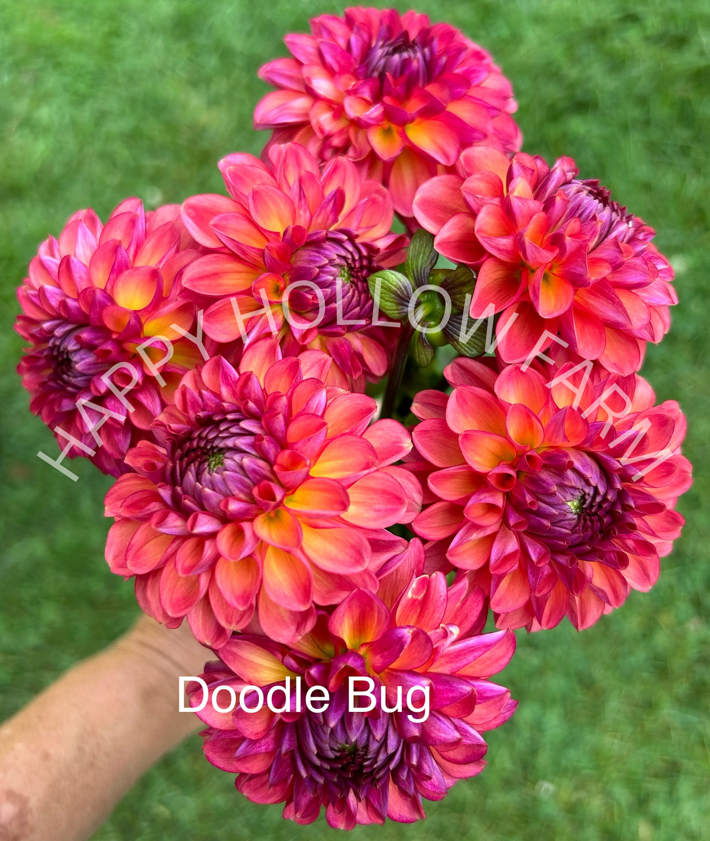 Doodlebug
