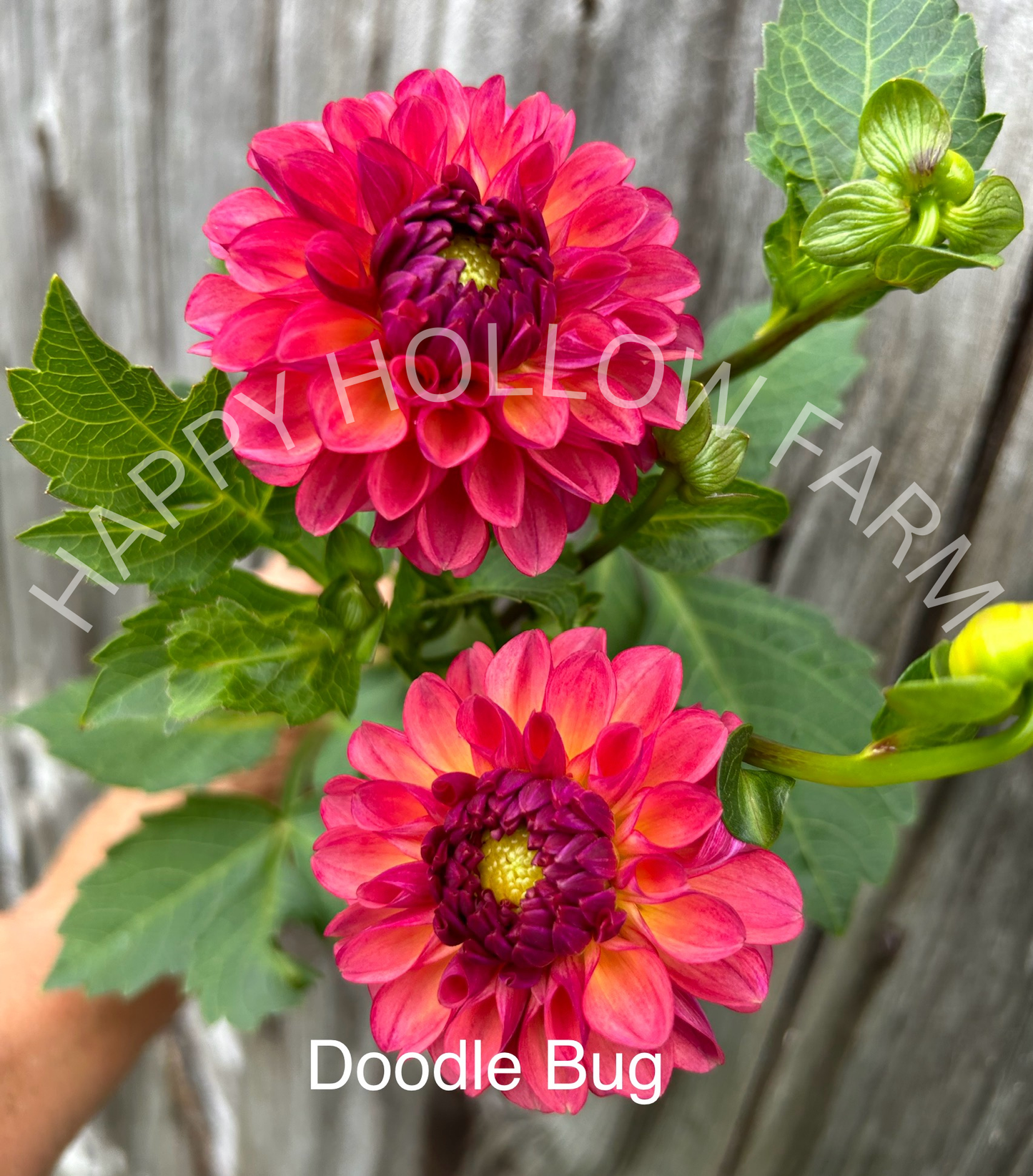 Doodlebug