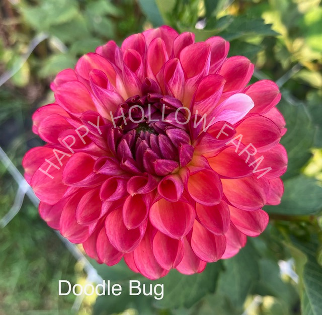 Doodlebug