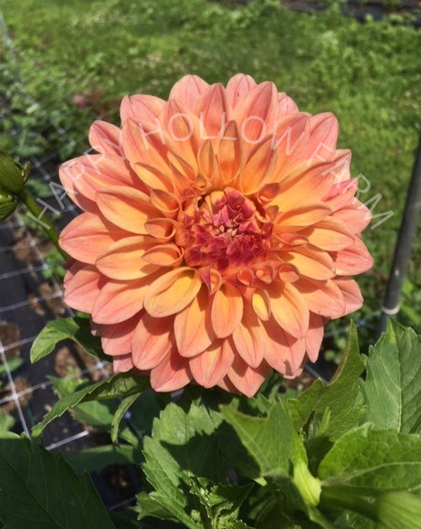 Ferncliff Copper