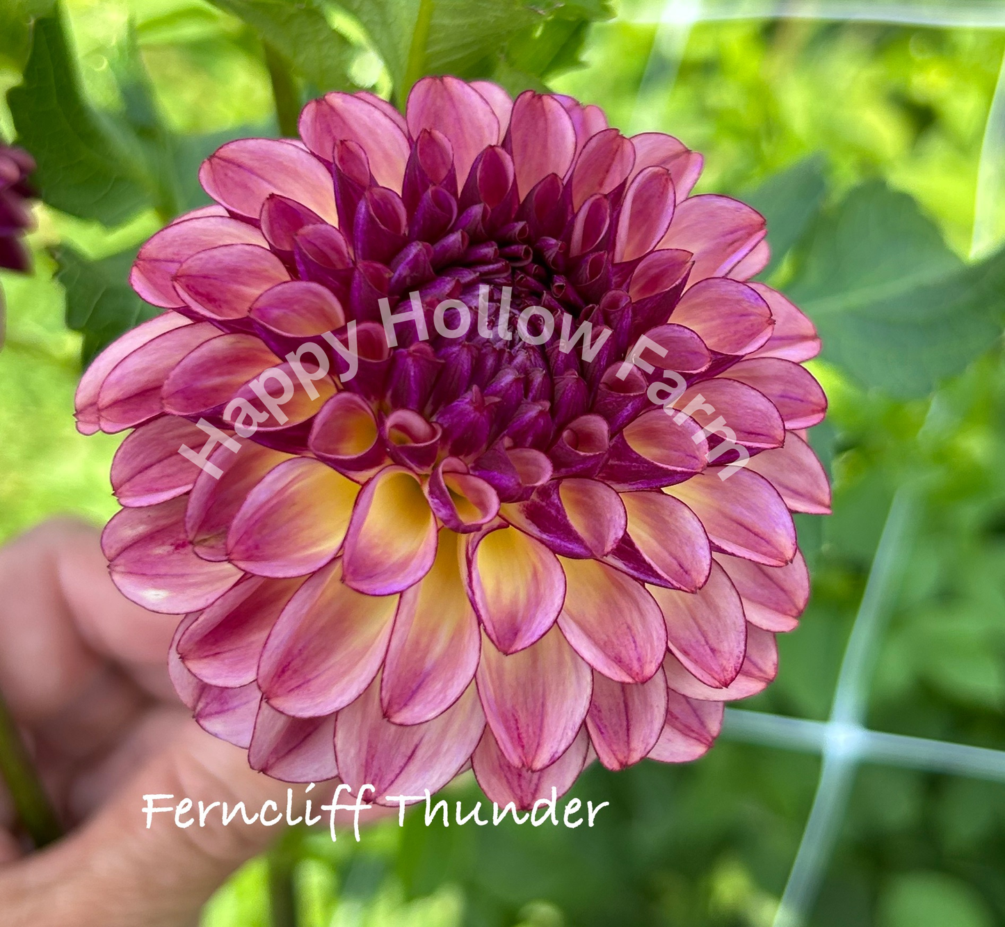 Ferncliff Thunder