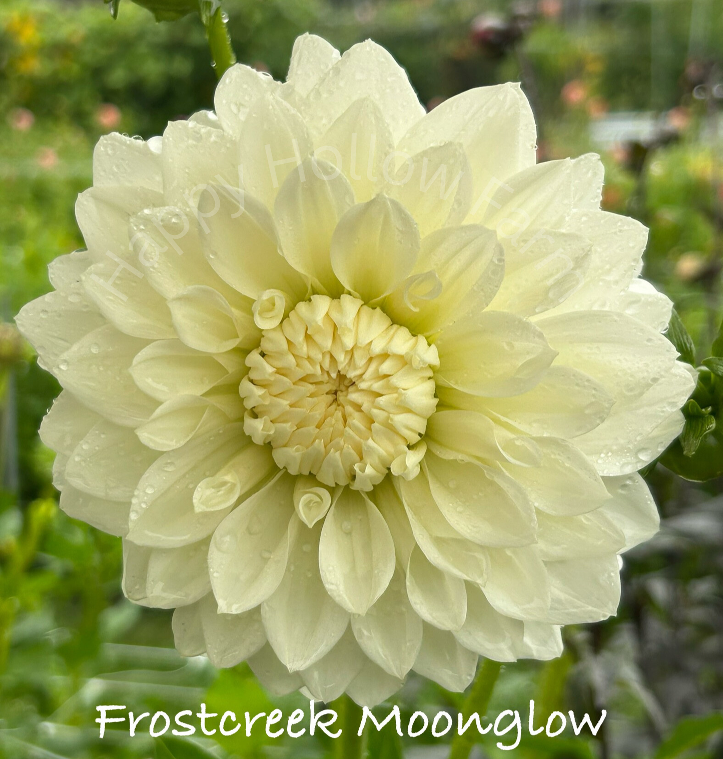Frostcreek Moonglow