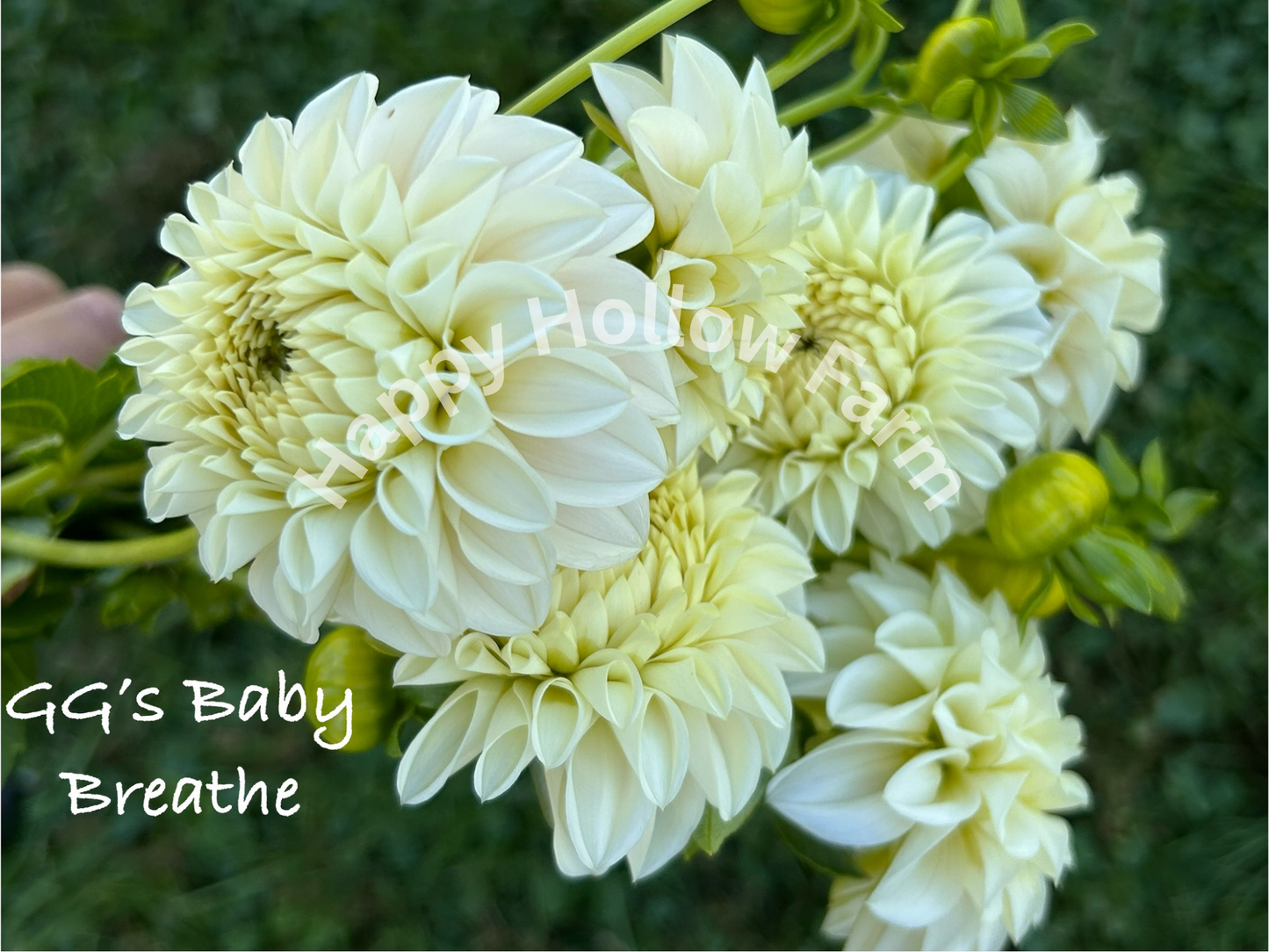 GG's Baby Breath