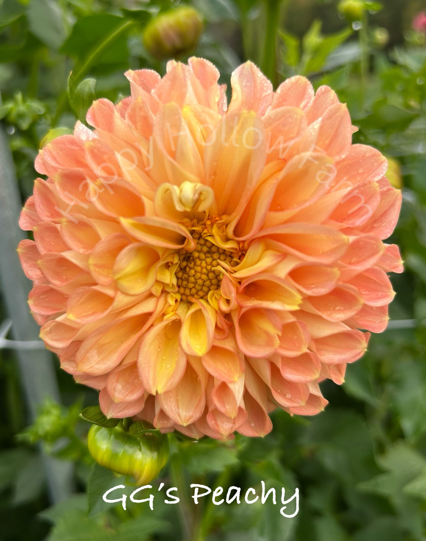 GG's Peachy