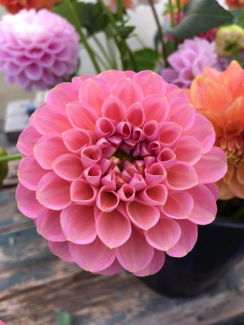 Hamari Rose