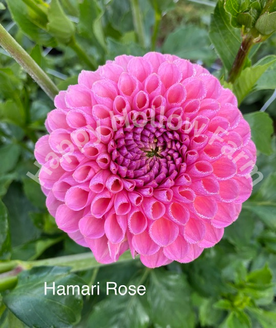 Hamari Rose