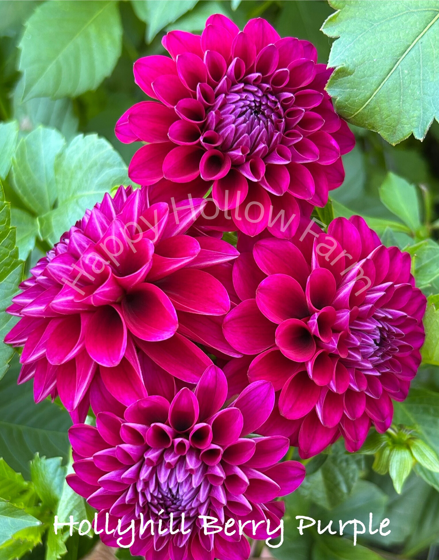 Hollyhill Berry Purple