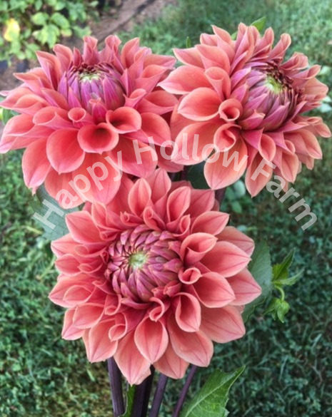 Hy Patti Dahlia Tuber – Happy Hollow Farm