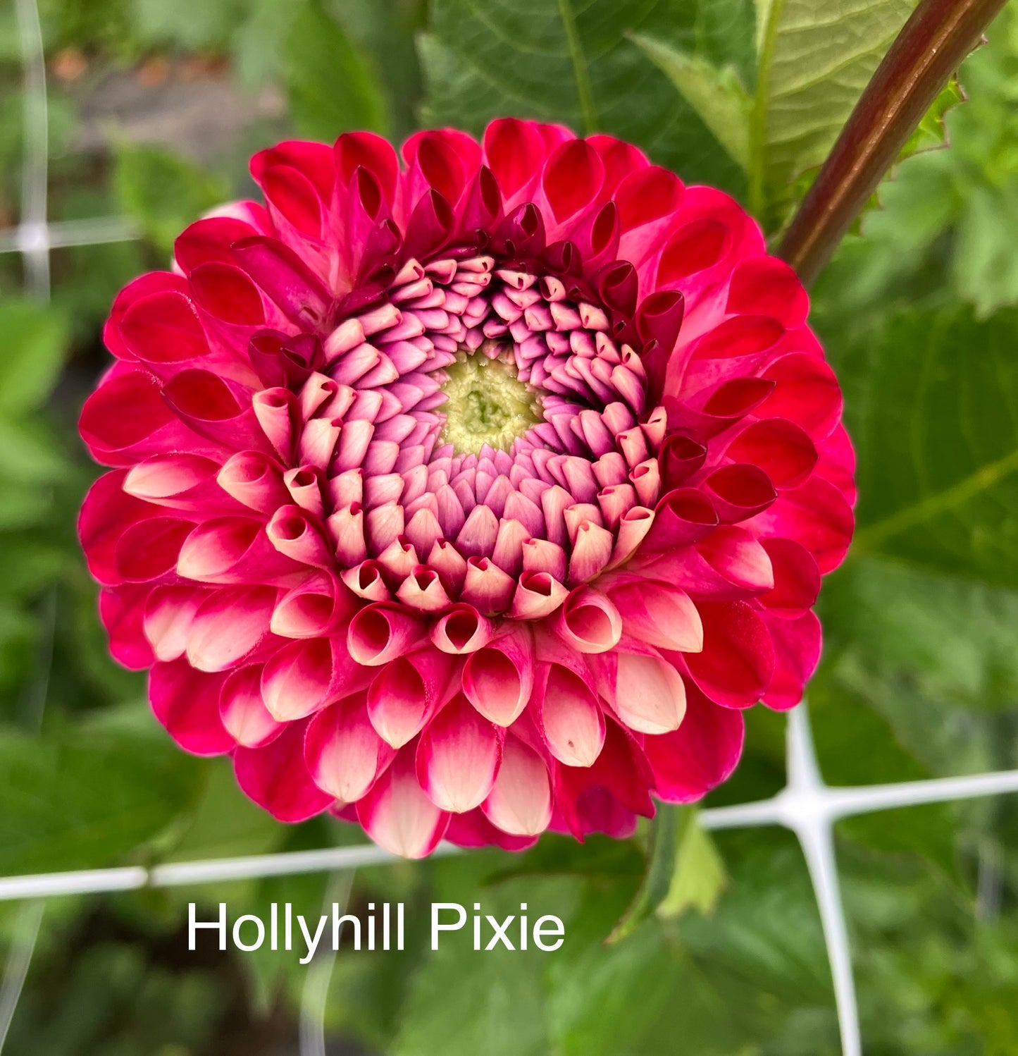 Hollyhill Pixie