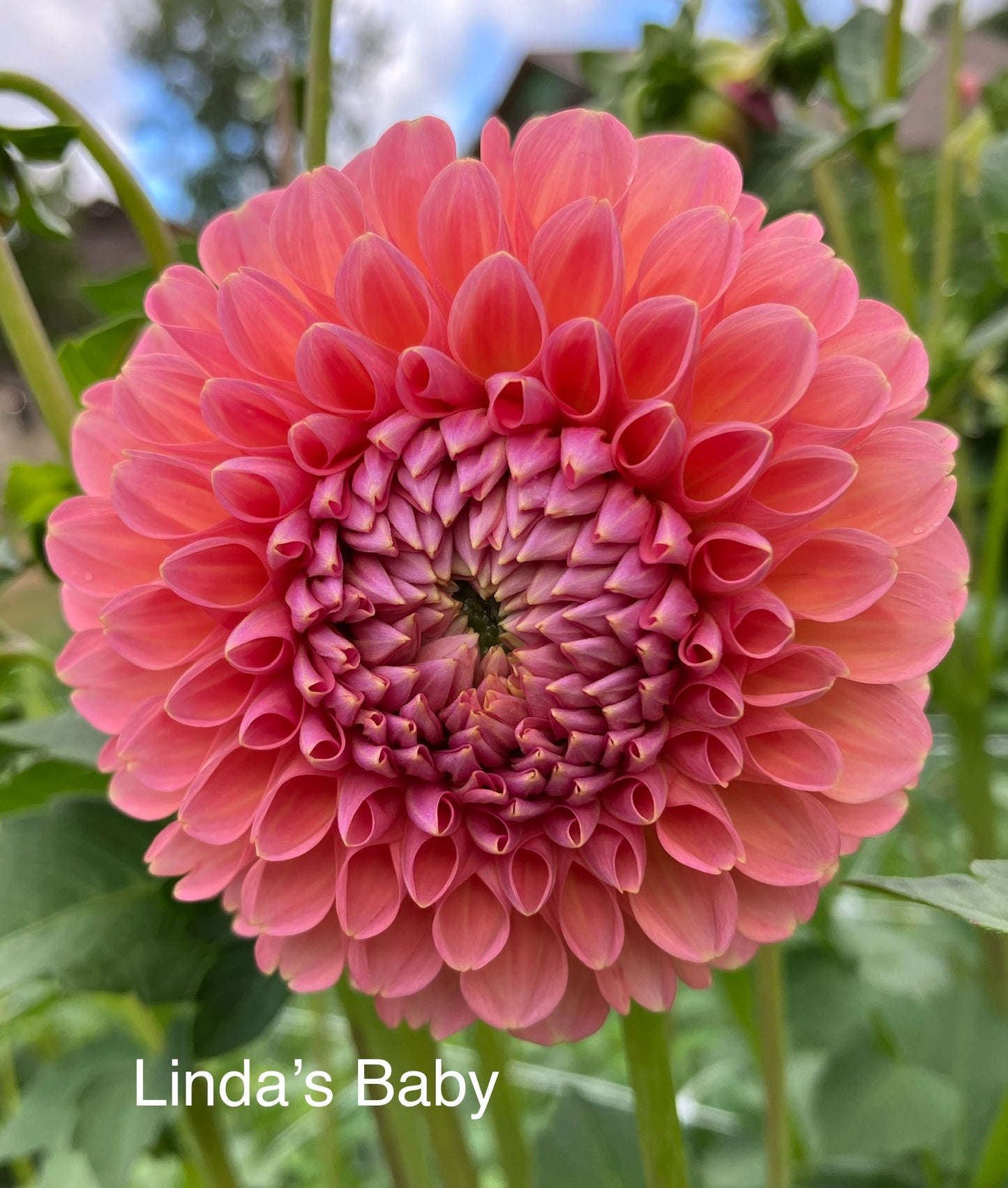 Linda's Baby