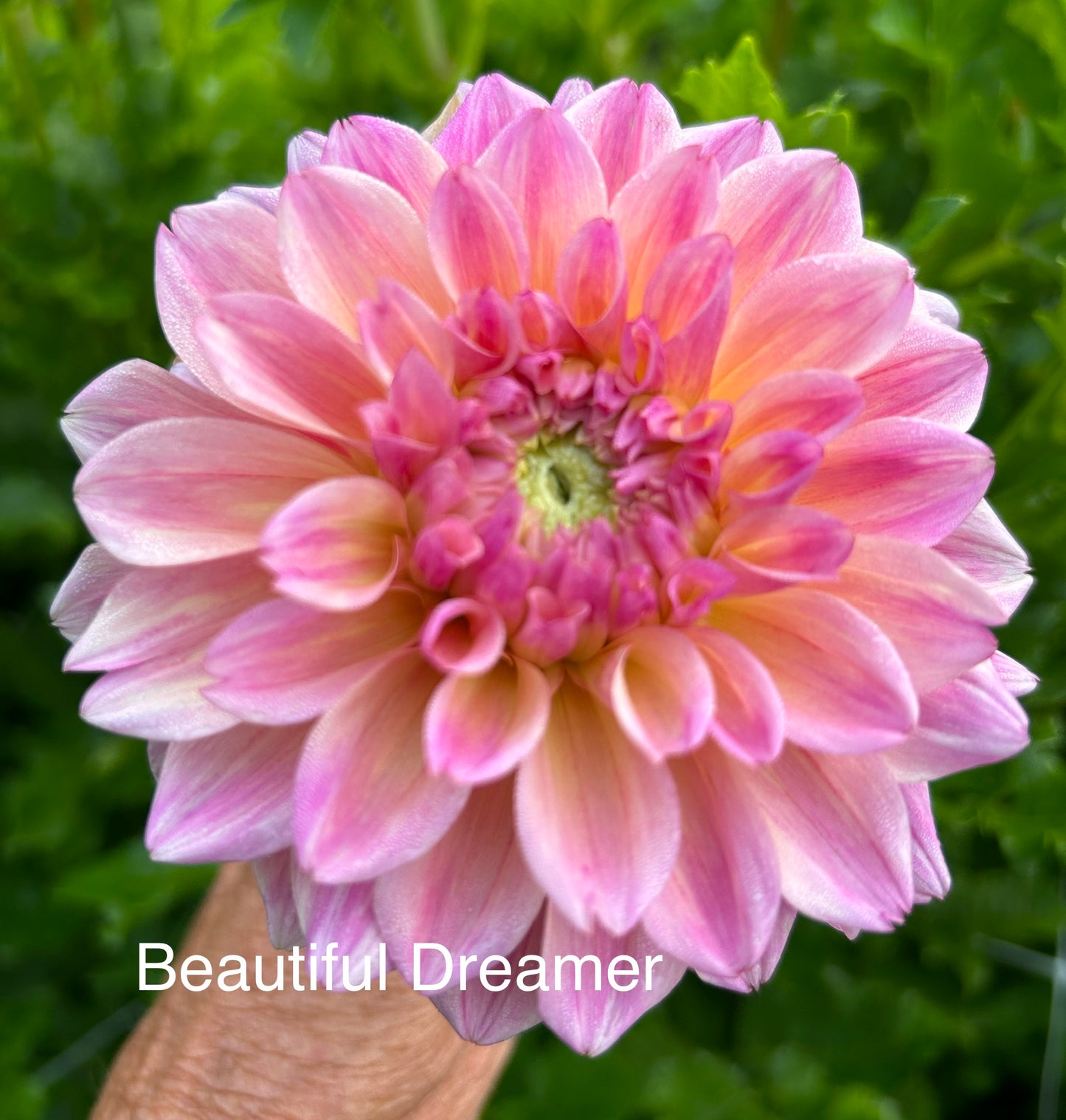 Beautiful Dreamer