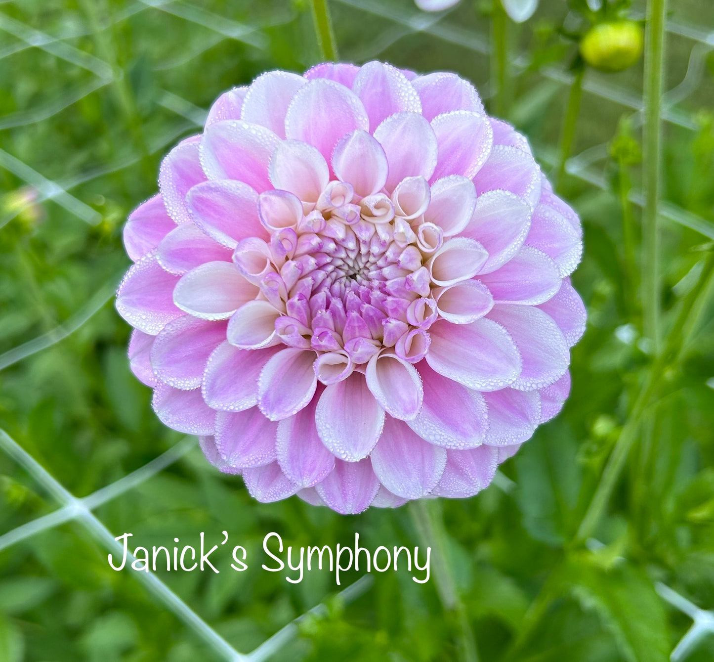 Janick's Symphony