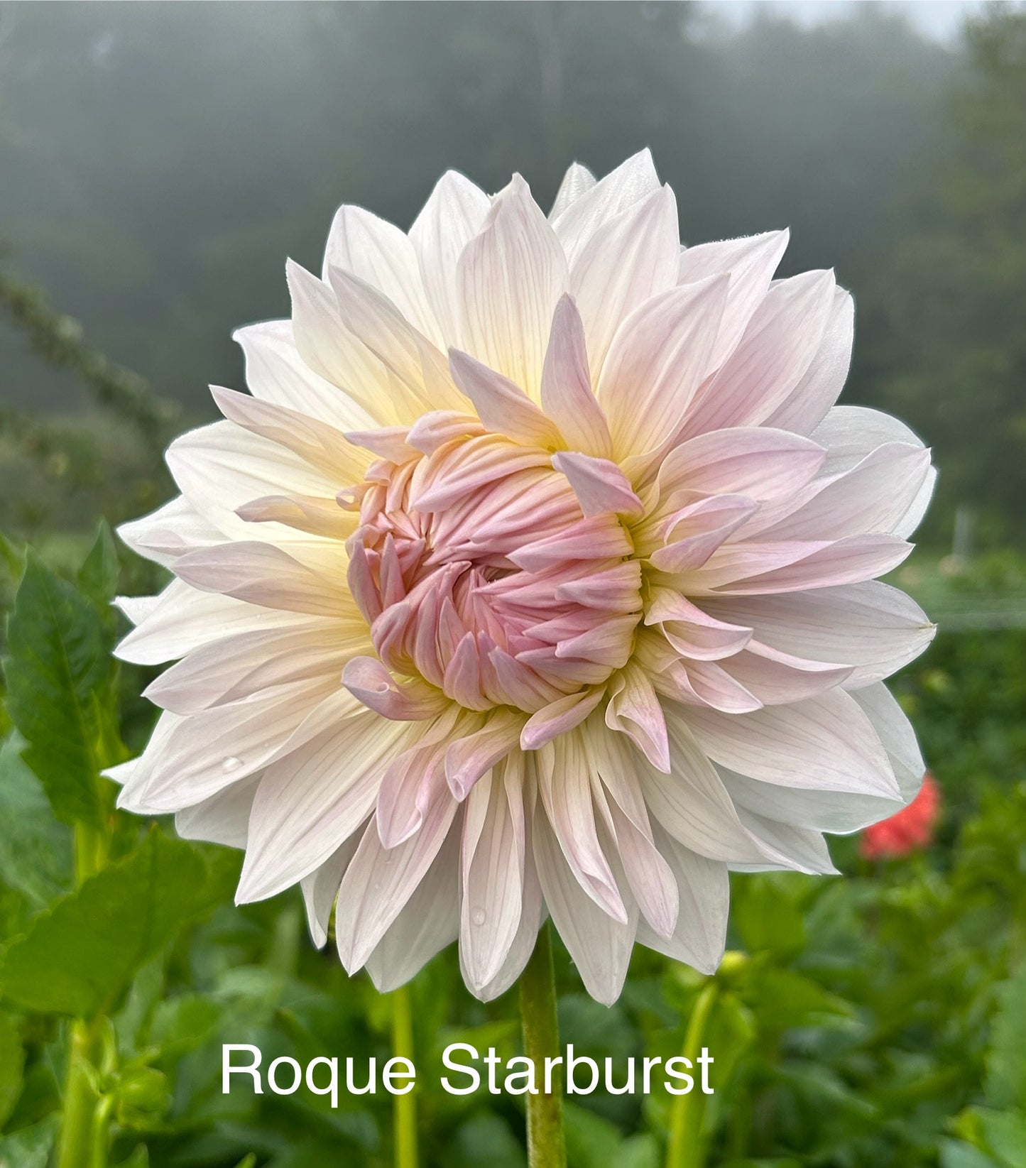 Roque Starburst