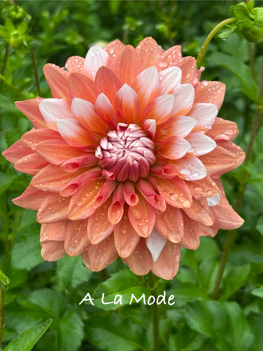 A la Mode