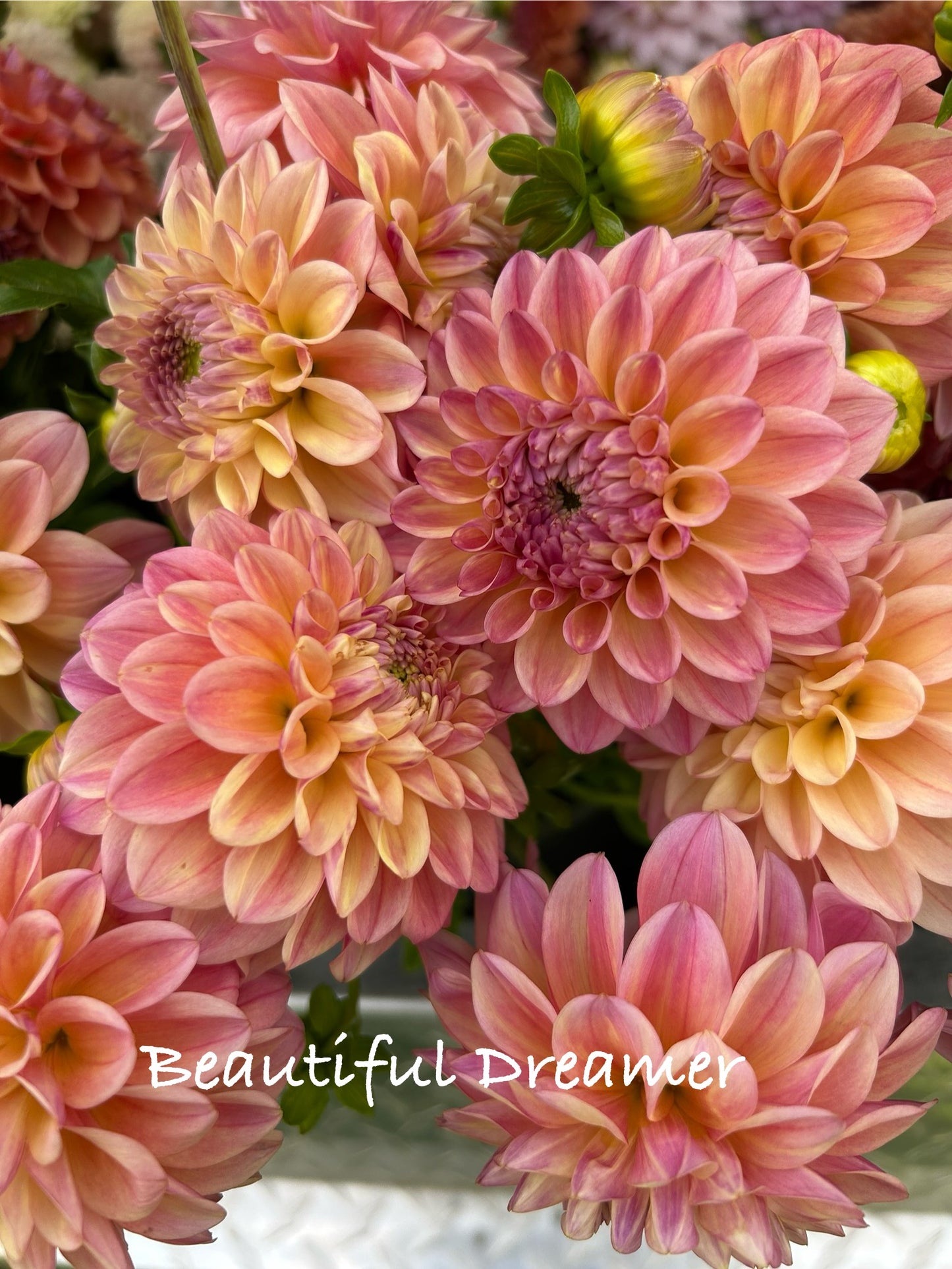 Beautiful Dreamer