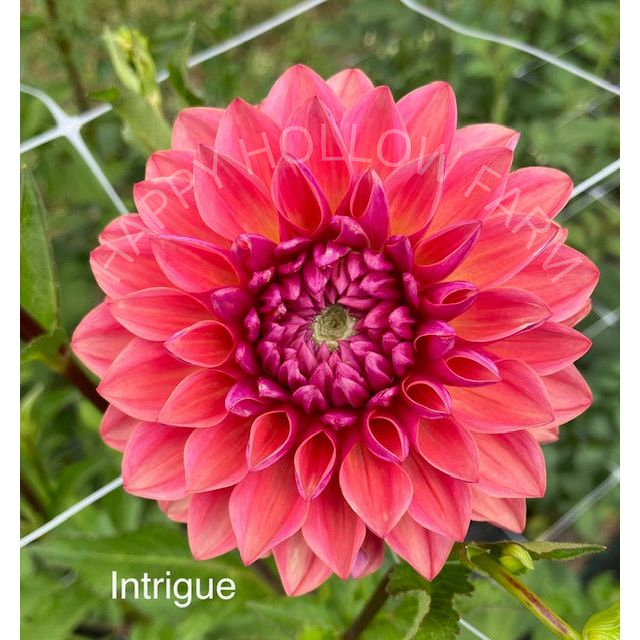 Intrigue
