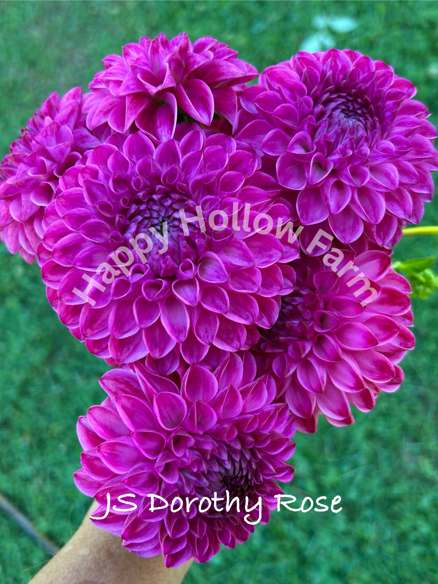 JS Dorothy Rose