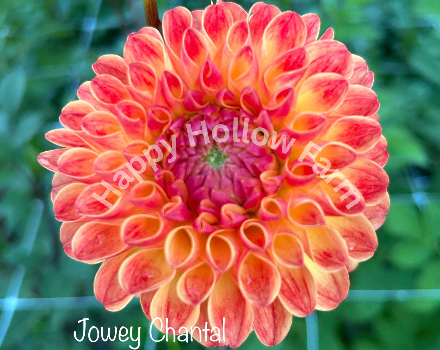 Jowey Chantal