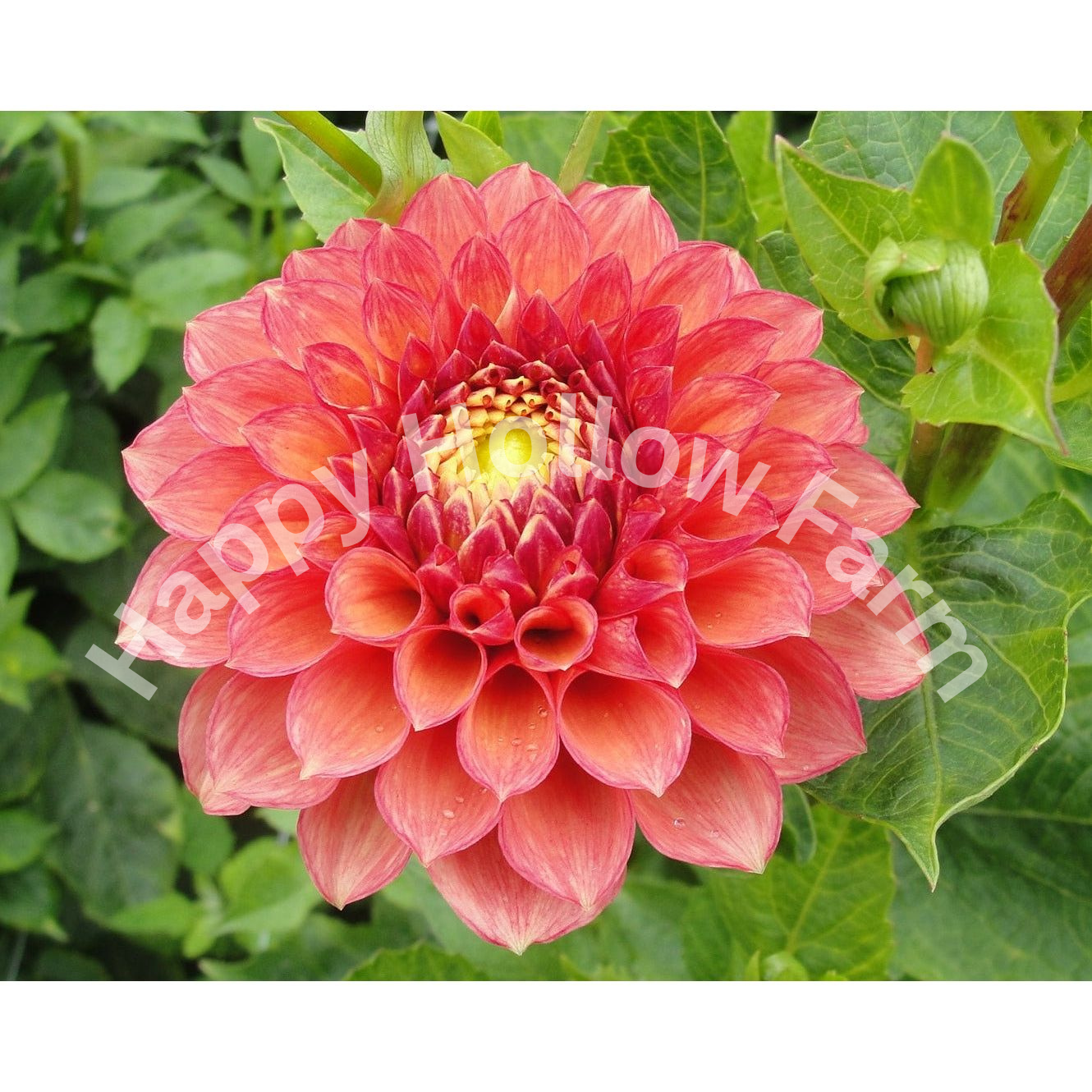 Lakeview Lucky Dahlia Tuber – Happy Hollow Farm