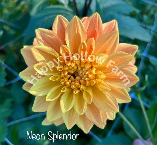 Neon Splendor