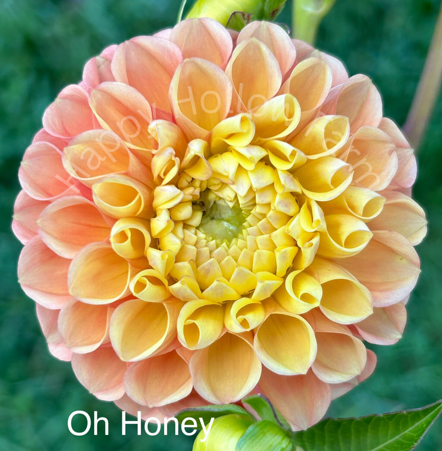 Oh Honey!