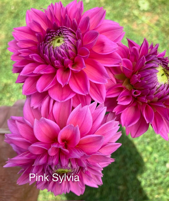 Pink Sylvia