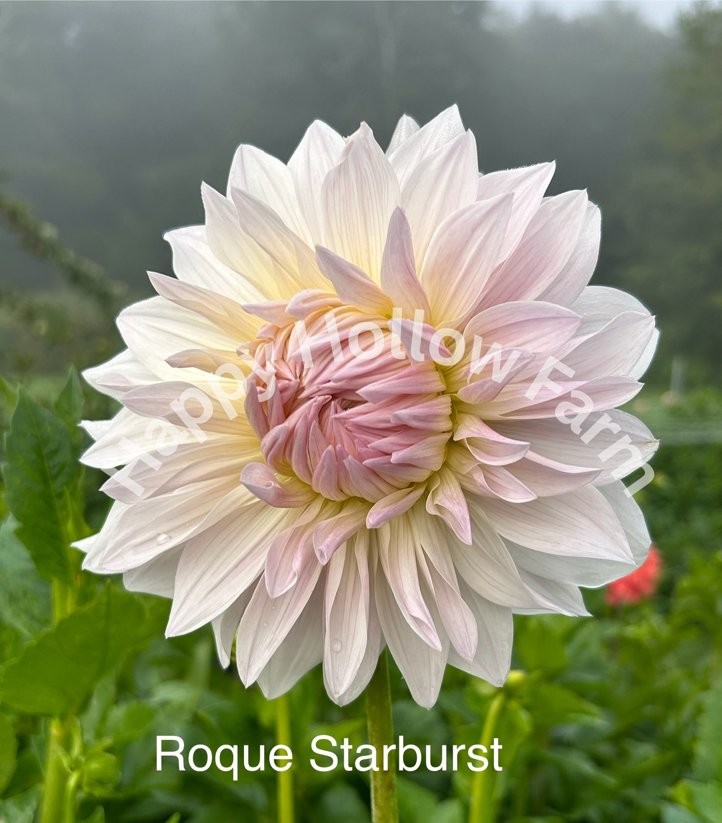 Roque Starburst
