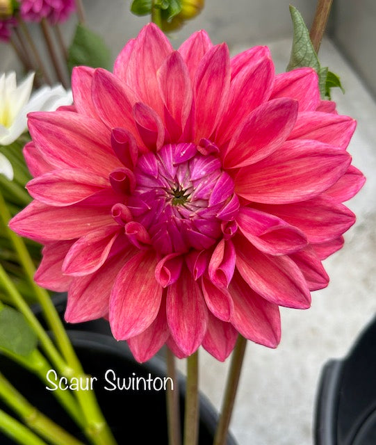 Scaur Swinton
