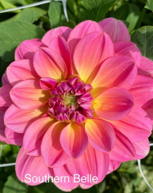 Southern Belle Dahlia Tuber – Happy Hollow Farm