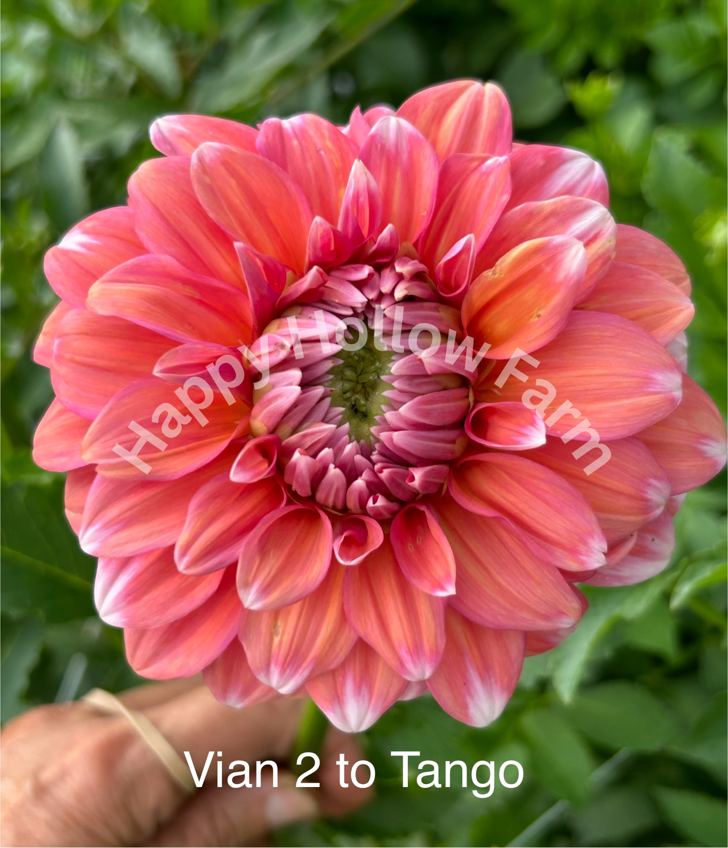 Vian 2 to Tango