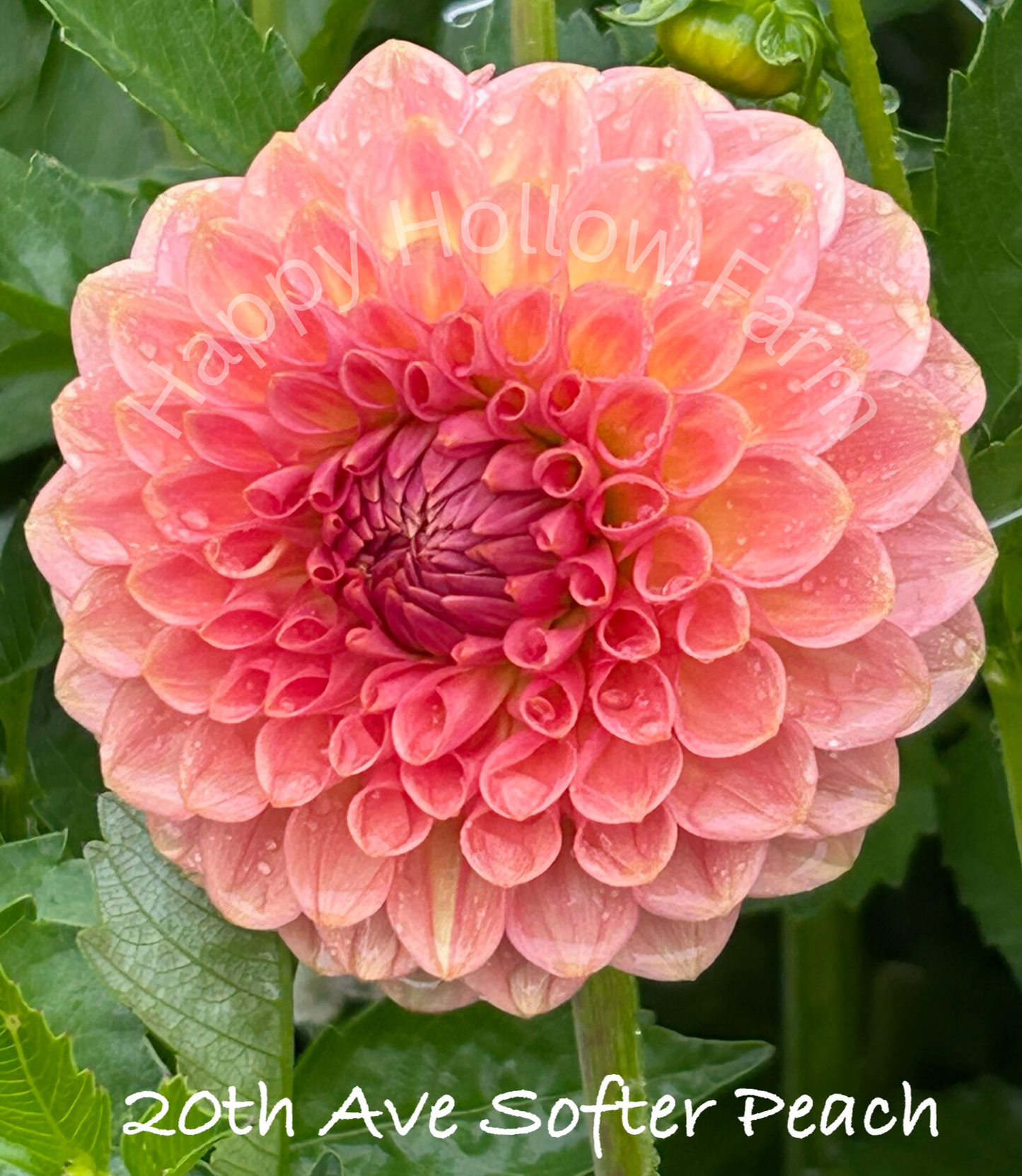 20th Ave Softer Peach