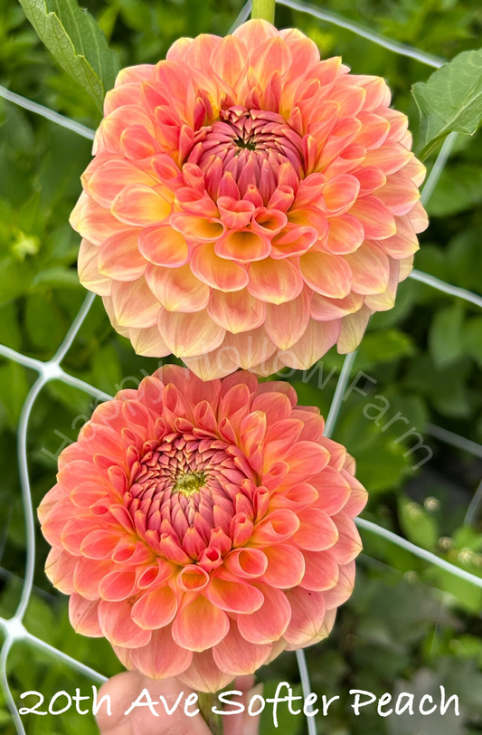 20th Ave Softer Peach