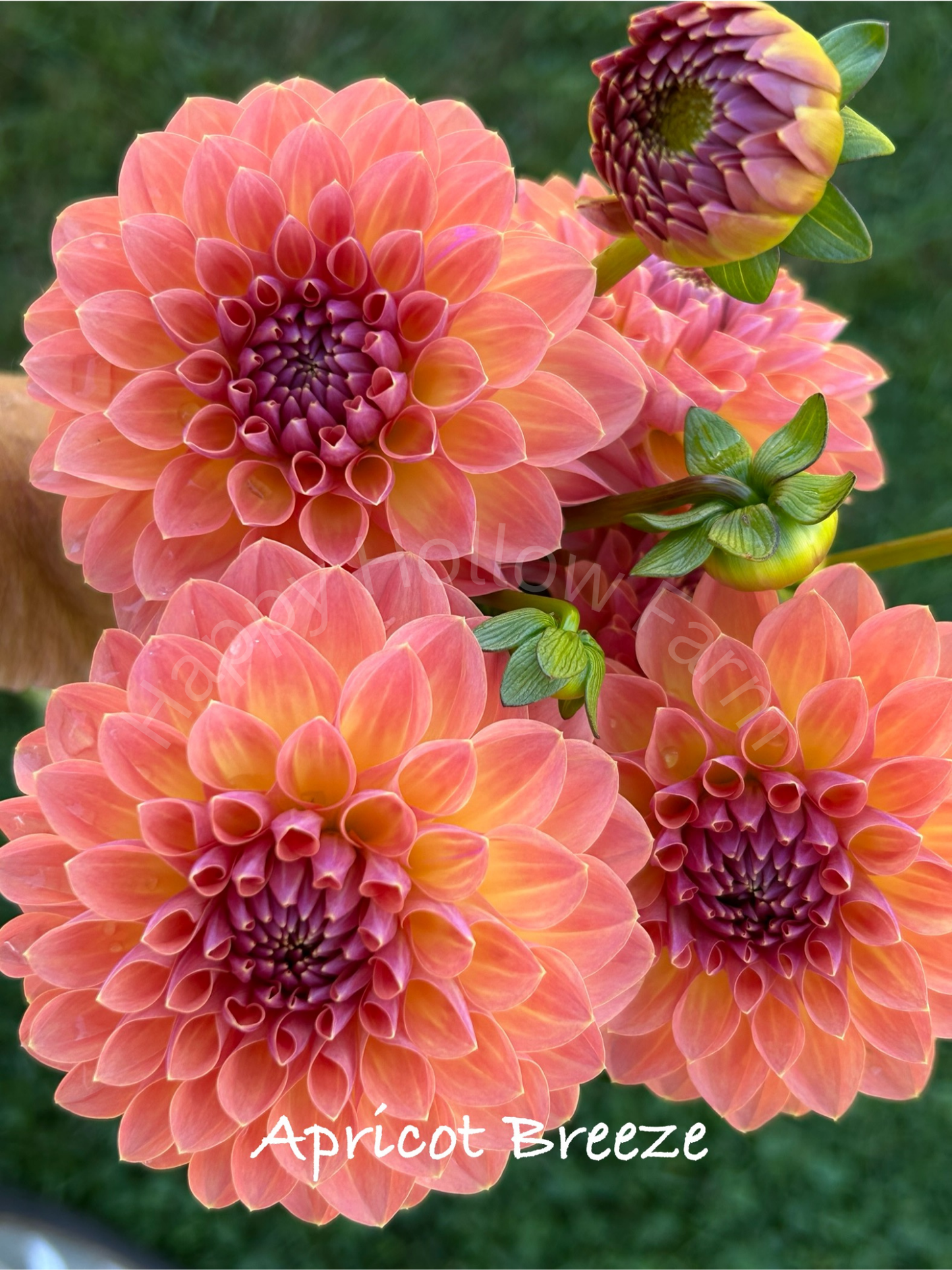 Apricot Breeze