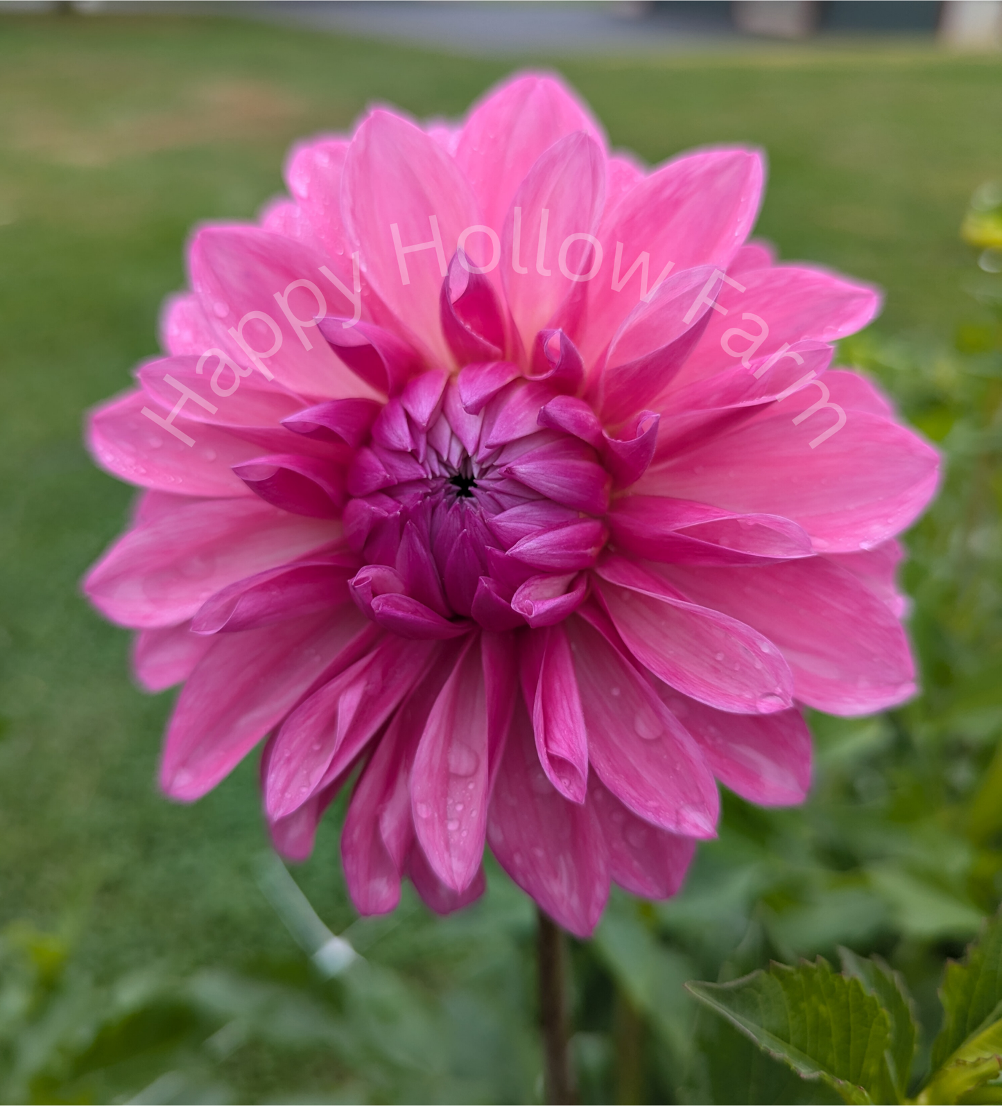 Bargaly Blush