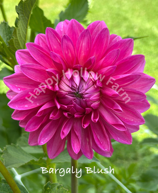 Bargaly Blush