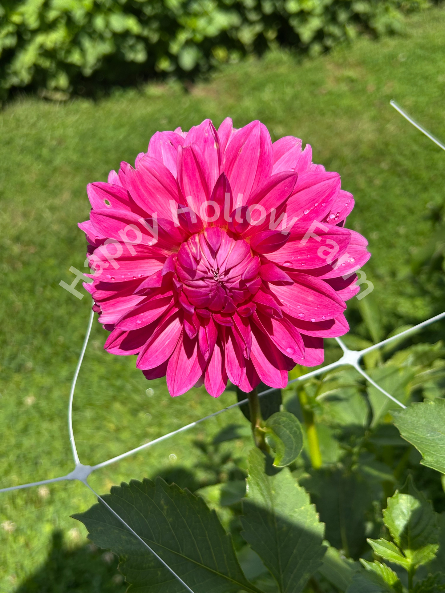 Bargaly Blush