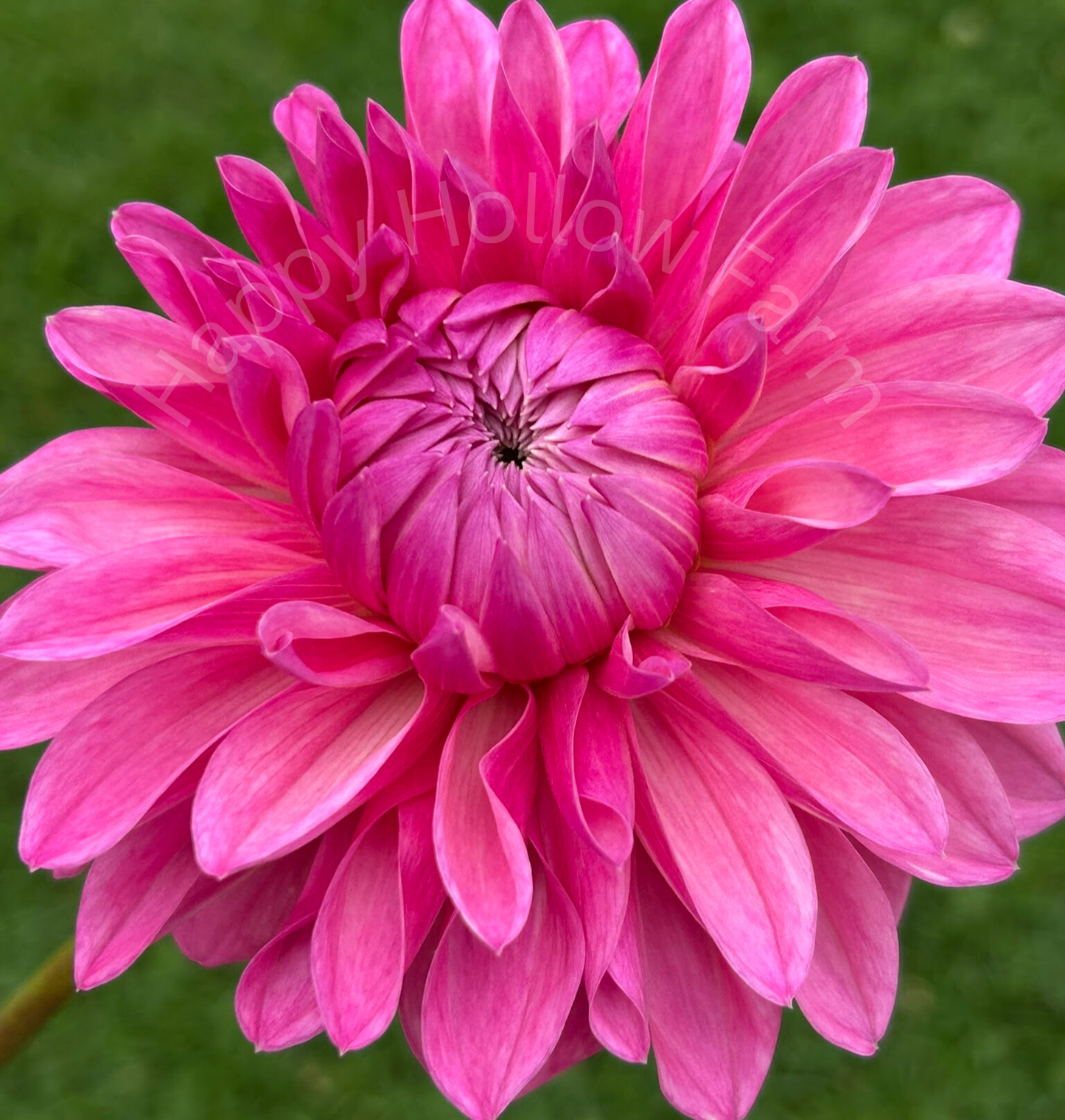 Bargaly Blush