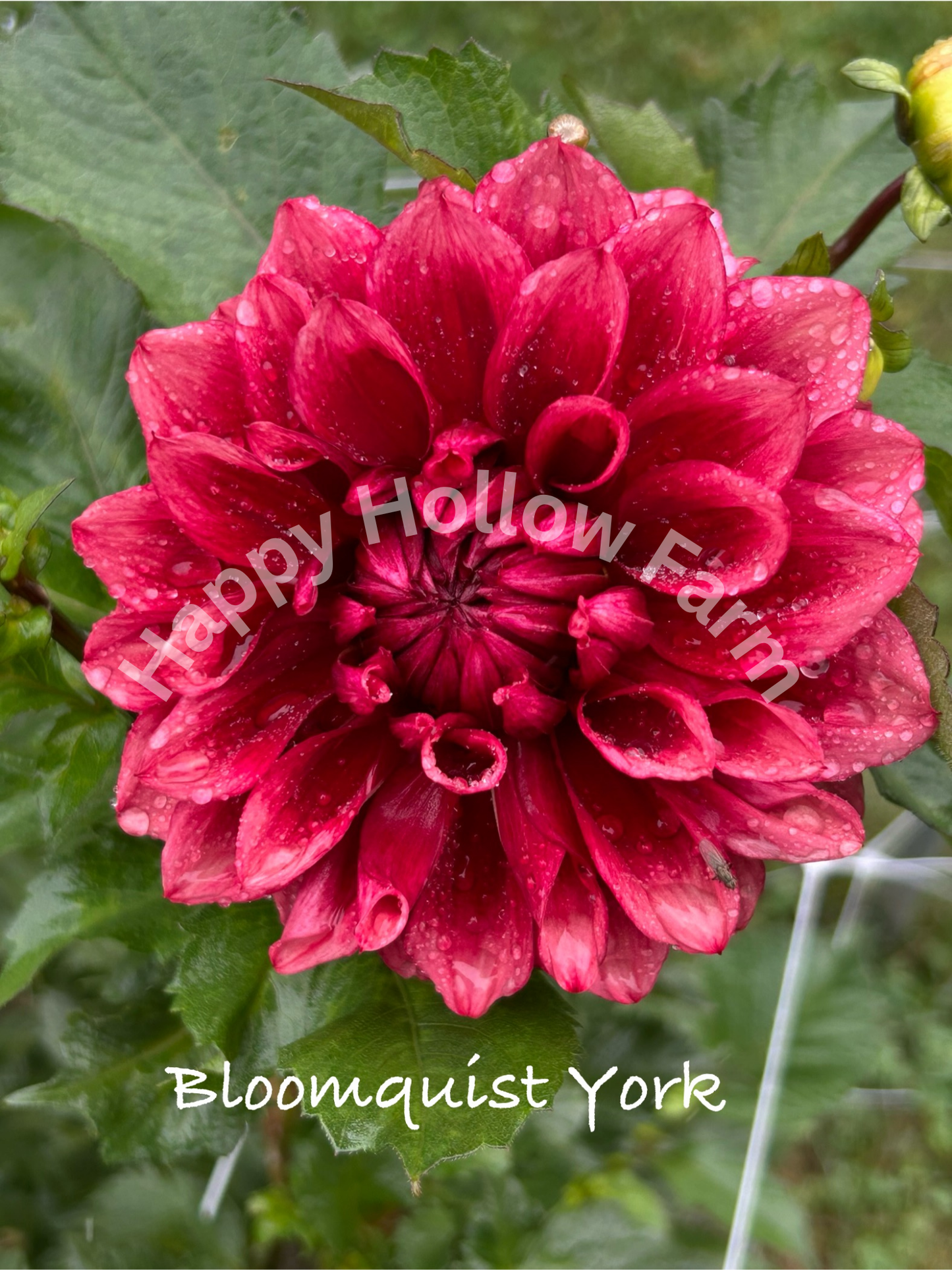 Bloomquist York