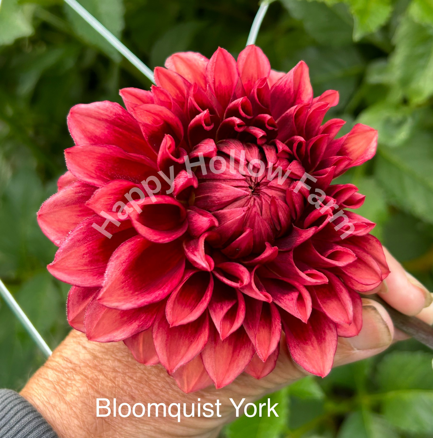 Bloomquist York