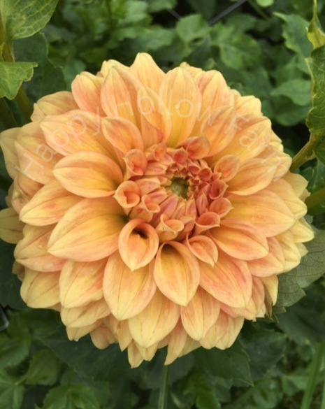 Bracken Palomino