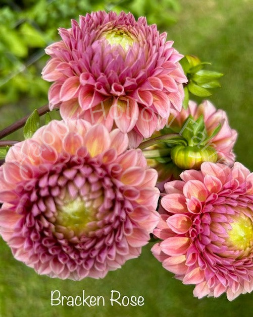 Bracken Rose